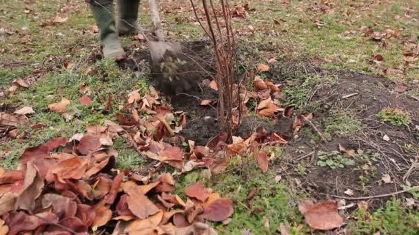 Pflanzung Neuer Sprosse Mit Wurzeln Dibble Obstbaum Gärtner Verwendet Schaufel — Stockvideo