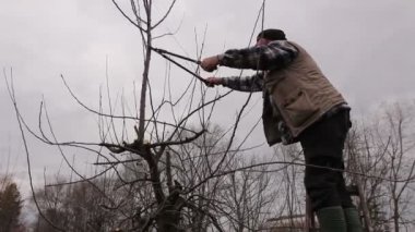 Çiftçi uzun loppers merdivenler üzerinde kullanarak orchard meyve ağaçlarının dalları budama. Bahçıvan merdivenler ve o kesim dalları, budama meyve ağaçları meyve uzun makası ile tırmandı.