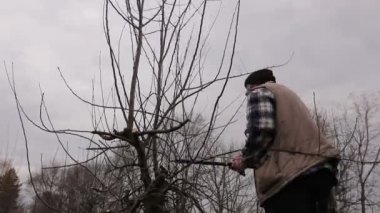 Çiftçi uzun loppers merdivenler üzerinde kullanarak orchard meyve ağaçlarının dalları budama. Bahçıvan merdivenler ve o kesim dalları, budama meyve ağaçları meyve uzun makası ile tırmandı.