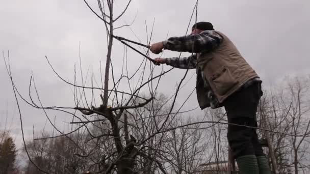 Agricoltore Sta Potando Rami Alberi Frutto Nel Frutteto Usando Lunghi — Video Stock