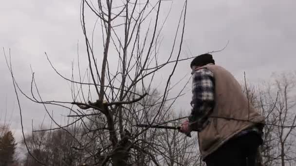 Bauer Schneidet Äste Von Obstbäumen Obstgarten Mit Langen Astscheren Auf — Stockvideo