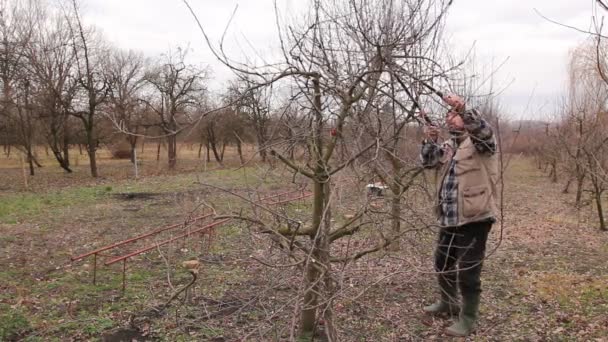 Jardineiro Está Cortando Galhos Podando Árvores Frutíferas Com Longas Tesouras — Vídeo de Stock