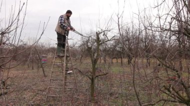 Çiftçi uzun loppers merdivenler üzerinde kullanarak orchard meyve ağaçlarının dalları budama. Bahçıvan merdivenler ve o kesim dalları, budama meyve ağaçları meyve uzun makası ile tırmandı.
