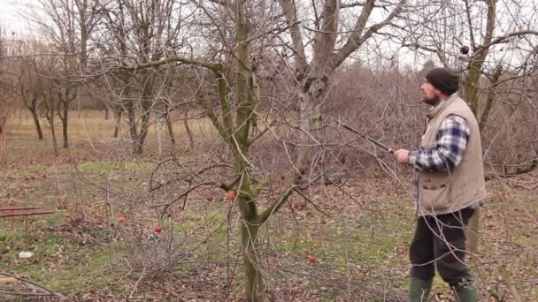 Gärtner Schneidet Äste Schneidet Obstbäume Mit Langen Scheren Obstgarten Landwirt — Stockvideo