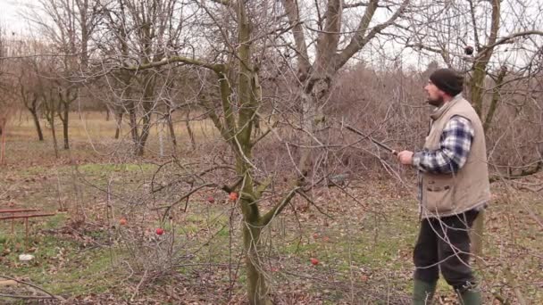 Giardiniere Taglio Rami Potatura Alberi Frutto Con Lunghe Cesoie Nel — Video Stock