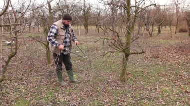 Bahçıvan kesme dalları, budama meyve ağaçları meyve uzun makası ile olduğunu. Çiftçi erken ilkbahar uzun loppers kullanarak orchard meyve ağaçlarının dalları budama.