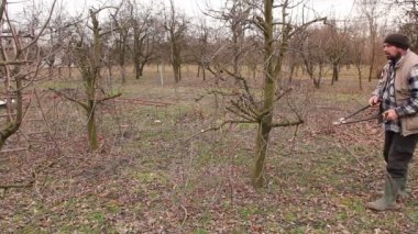 Bahçıvan kesme dalları, budama meyve ağaçları meyve uzun makası ile olduğunu. Çiftçi erken ilkbahar uzun loppers kullanarak orchard meyve ağaçlarının dalları budama.