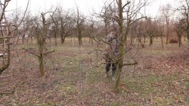 Bahçıvan kesme dalları, budama meyve ağaçları meyve uzun makası ile olduğunu. Çiftçi erken ilkbahar uzun loppers kullanarak orchard meyve ağaçlarının dalları budama.