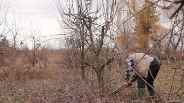 Bahçıvan kesme dalları, budama meyve ağaçları meyve uzun makası ile olduğunu. Çiftçi erken ilkbahar uzun loppers kullanarak orchard meyve ağaçlarının dalları budama.