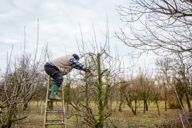 Çiftçi uzun kullanarak orchard meyve ağaçlarının dalları budama 