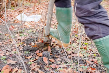 Üst meyve ağacından kökleri ile yeni 