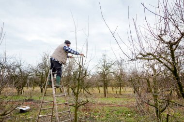 Çiftçi uzun kullanarak orchard meyve ağaçlarının dalları budama 