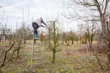 Çiftçi uzun kullanarak orchard meyve ağaçlarının dalları budama 