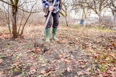 Üst meyve ağacından kökleri ile yeni 