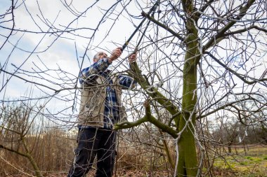 Kesme dalları, budama meyve ağaçları uzun shea ile bahçıvan olduğunu