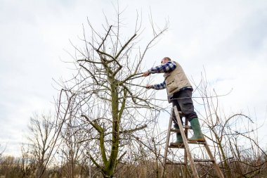 Çiftçi uzun kullanarak orchard meyve ağaçlarının dalları budama 