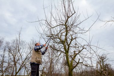 Kesme dalları, budama meyve ağaçları uzun shea ile bahçıvan olduğunu