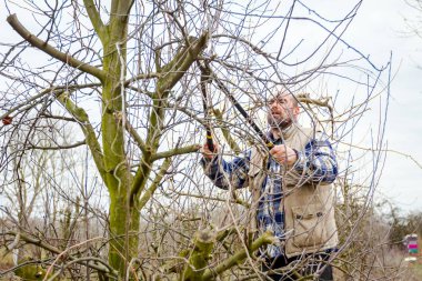 Kesme dalları, budama meyve ağaçları uzun shea ile bahçıvan olduğunu