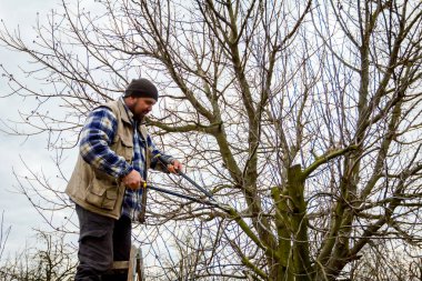 Çiftçi uzun kullanarak orchard meyve ağaçlarının dalları budama 