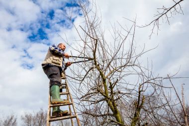 Çiftçi uzun kullanarak orchard meyve ağaçlarının dalları budama 