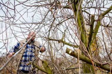 Kesme dalları, budama meyve ağaçları uzun shea ile bahçıvan olduğunu