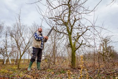 Kesme dalları, budama meyve ağaçları uzun shea ile bahçıvan olduğunu
