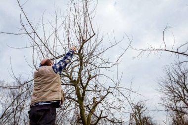 Kesme dalları, budama meyve ağaçları uzun shea ile bahçıvan olduğunu