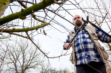Kesme dalları, budama meyve ağaçları uzun shea ile bahçıvan olduğunu