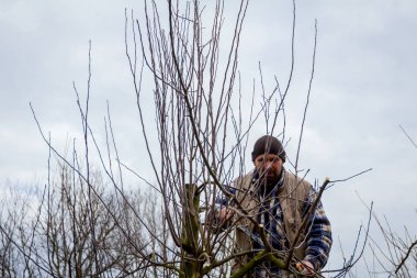 Çiftçi uzun kullanarak orchard meyve ağaçlarının dalları budama 