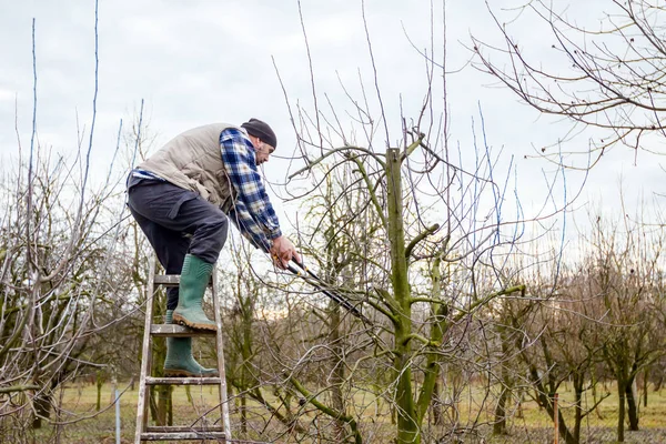 Agricoltore sta potando rami di alberi da frutto nel frutteto utilizzando lungo — Foto Stock