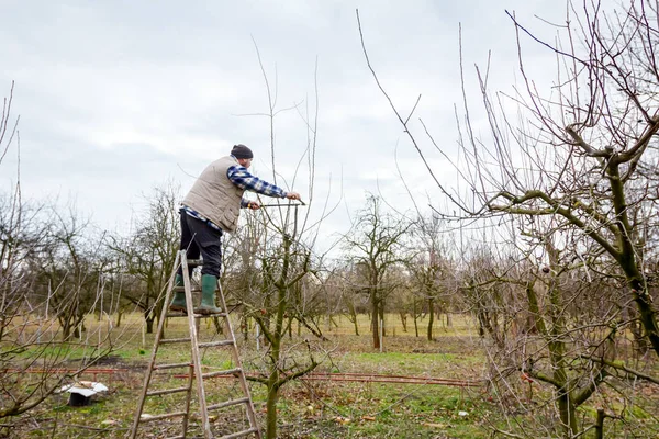 Agricoltore sta potando rami di alberi da frutto nel frutteto utilizzando lungo — Foto Stock