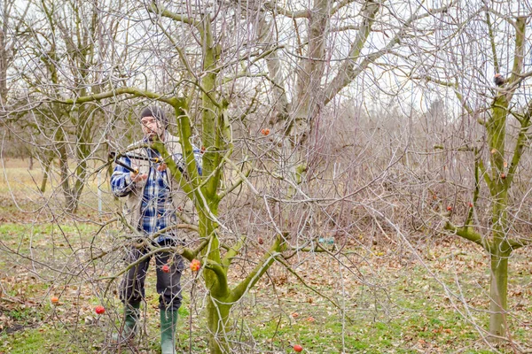 Zahradník je řezání větví, prořezávání ovocných stromů s dlouhou shea — Stock fotografie