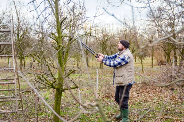 O jardineiro está cortando galhos, podando árvores frutíferas com karité longa — Fotografia de Stock