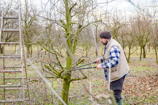 Gardener is cutting branches, pruning fruit trees with long shea — Stock Photo, Image