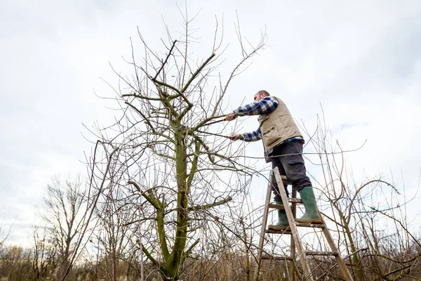 Çiftçi uzun kullanarak orchard meyve ağaçlarının dalları budama — Stok fotoğraf