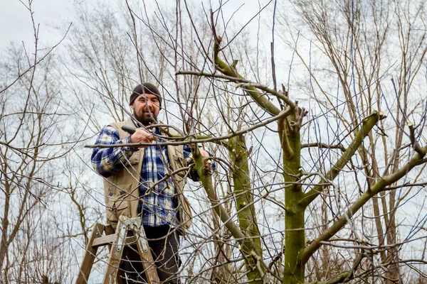 Agricultor está podando ramas de árboles frutales en huerto usando largo — Foto de Stock