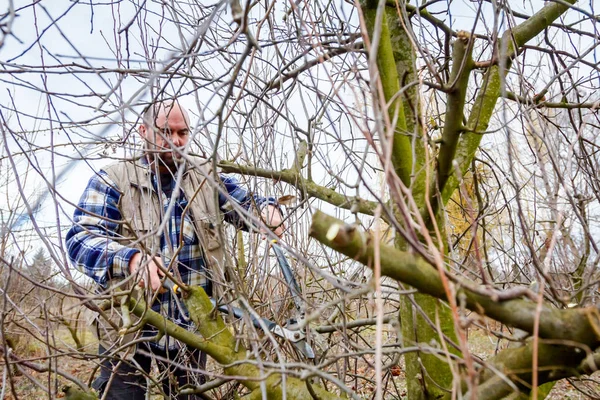 Kesme dalları, budama meyve ağaçları uzun shea ile bahçıvan olduğunu