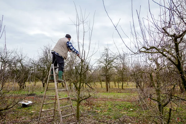 Bonden beskärning grenar av fruktträd i fruktträdgård med lång — Stockfoto
