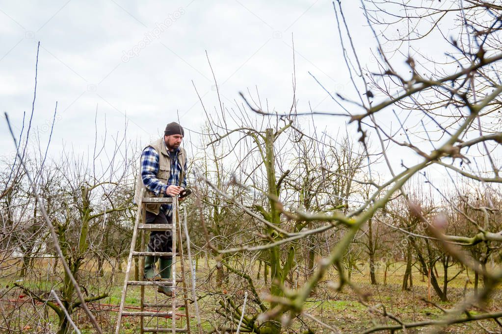 Farmer is pruning branches of fruit trees in orchard using long 