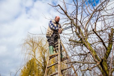Çiftçi uzun kullanarak orchard meyve ağaçlarının dalları budama 