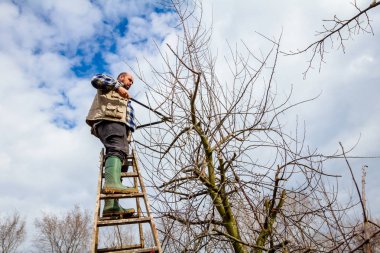 Çiftçi uzun kullanarak orchard meyve ağaçlarının dalları budama 