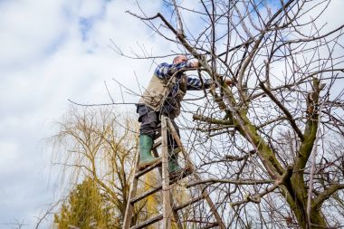 Çiftçi uzun kullanarak orchard meyve ağaçlarının dalları budama 
