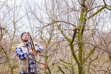 Kesme dalları, budama meyve ağaçları uzun shea ile bahçıvan olduğunu