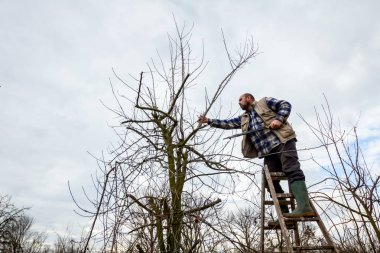 Çiftçi uzun kullanarak orchard meyve ağaçlarının dalları budama 