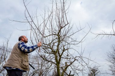 Kesme dalları, budama meyve ağaçları uzun shea ile bahçıvan olduğunu