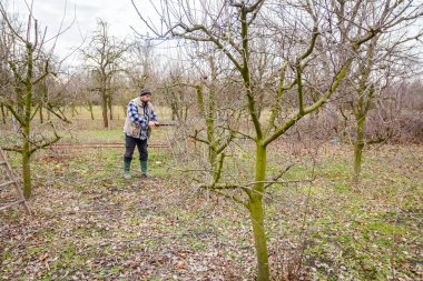 Kesme dalları, budama meyve ağaçları uzun shea ile bahçıvan olduğunu