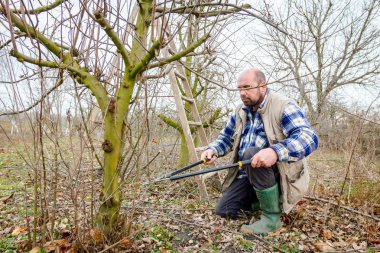 Kesme dalları, budama meyve ağaçları uzun shea ile bahçıvan olduğunu