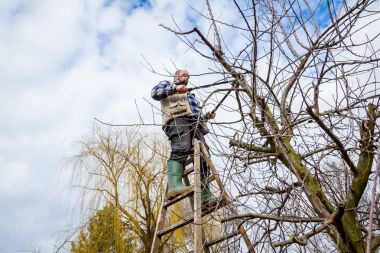 Çiftçi uzun kullanarak orchard meyve ağaçlarının dalları budama 