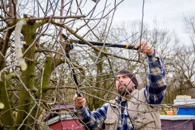 Kesme dalları, budama meyve ağaçları uzun shea ile bahçıvan olduğunu