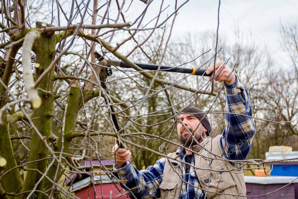 Gardener is cutting branches, pruning fruit trees with long shea